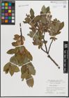 Foto von Salix hastata L.